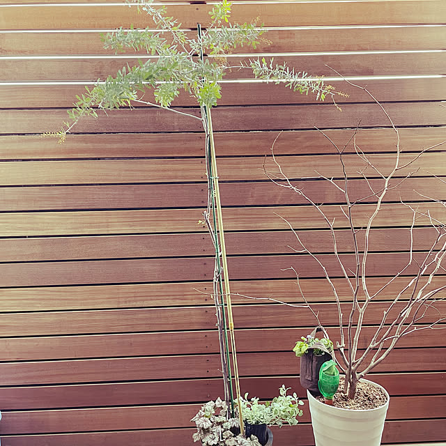 nahonさんの部屋