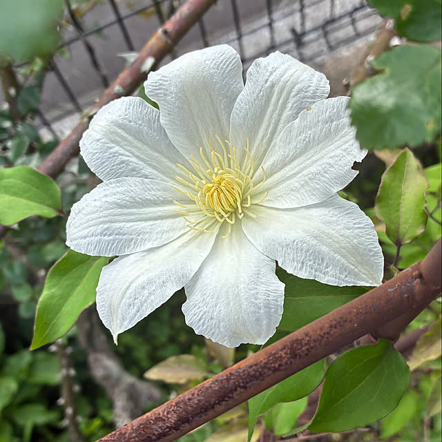 rokokoさんの実例写真