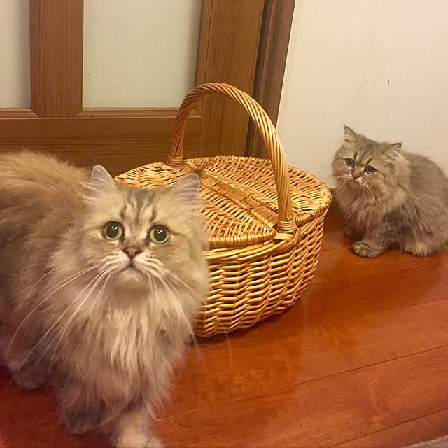 butachanさんの実例写真