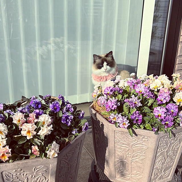 m.e.a.sさんの実例写真