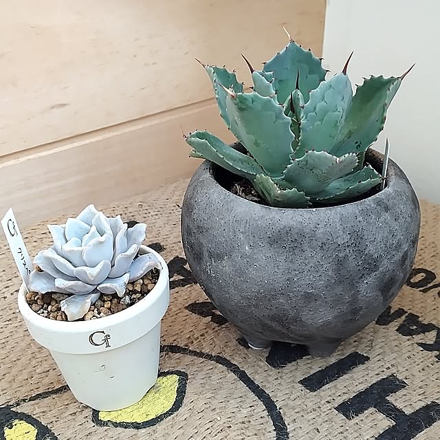 t.yumiさんの部屋