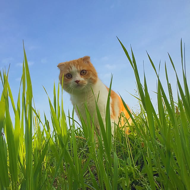 mochiさんの実例写真