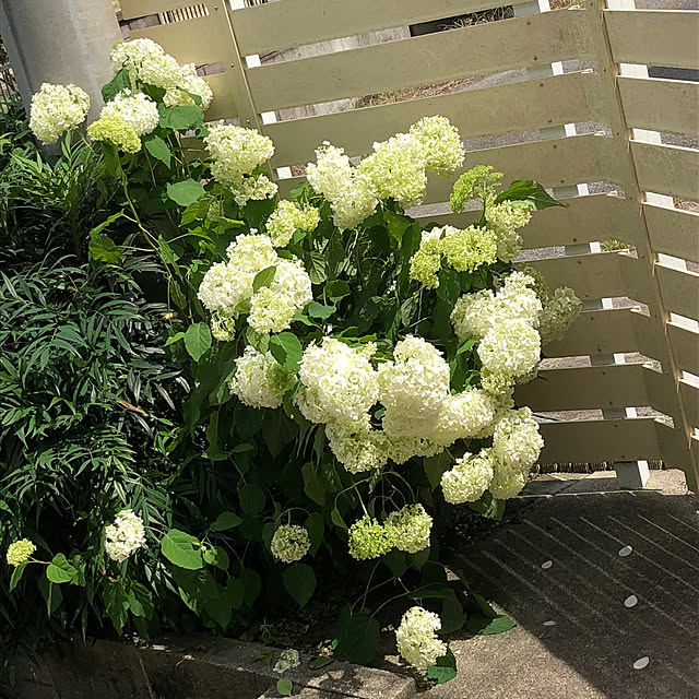 fuwalilyさんの部屋