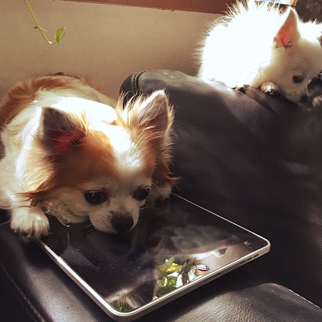 Ayaさんの実例写真