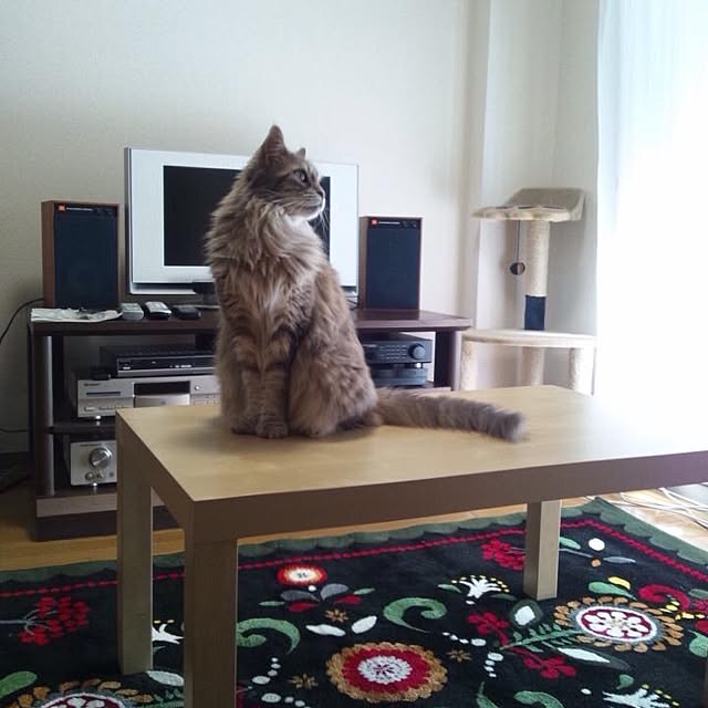 kaz_bugnoさんの実例写真