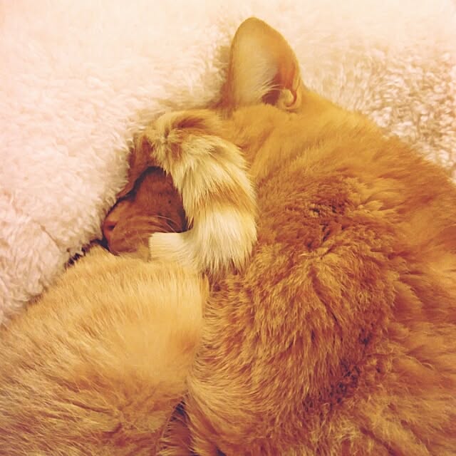 makkiiさんの実例写真