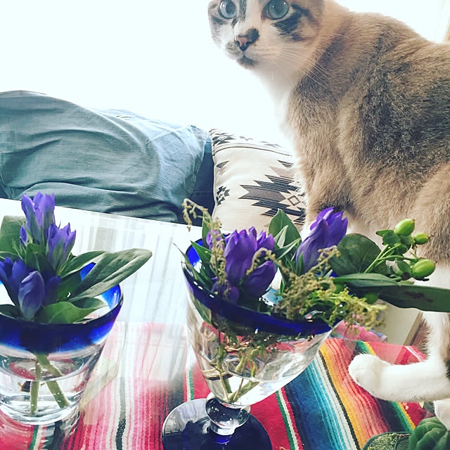 bowbowcoさんの実例写真