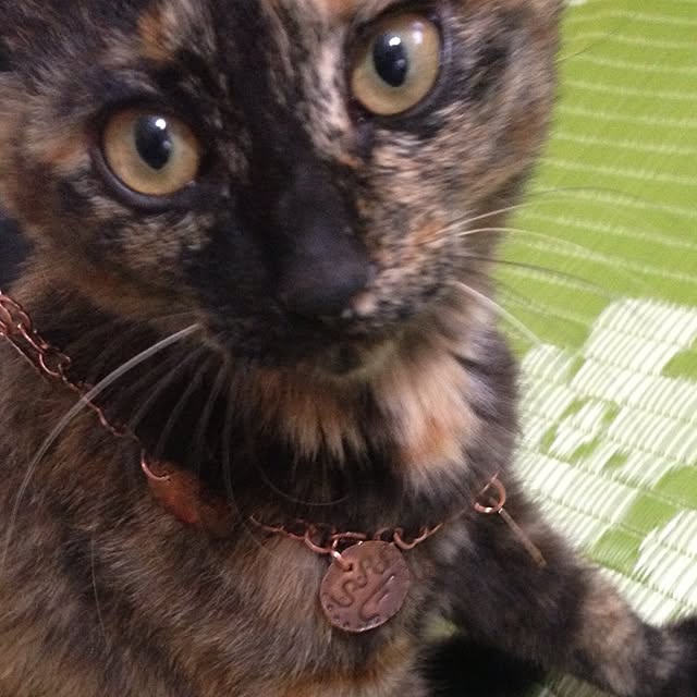 mayaさんの実例写真