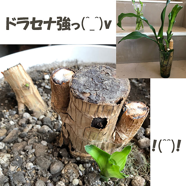 KirinPandaさんの実例写真