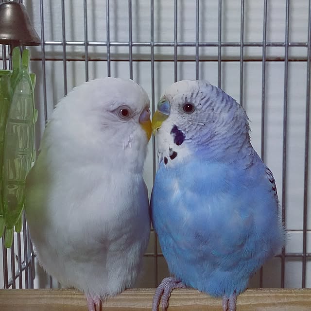 karinさんの実例写真