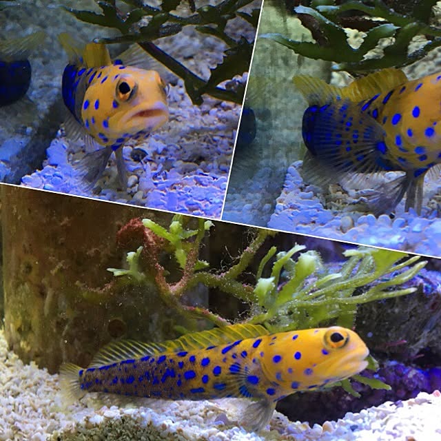 aquarium_seaさんの実例写真
