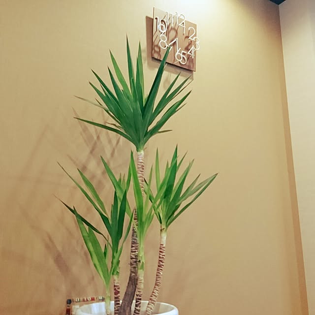 cocosorasakuさんの実例写真