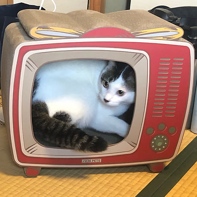 chi_gogaさんの実例写真