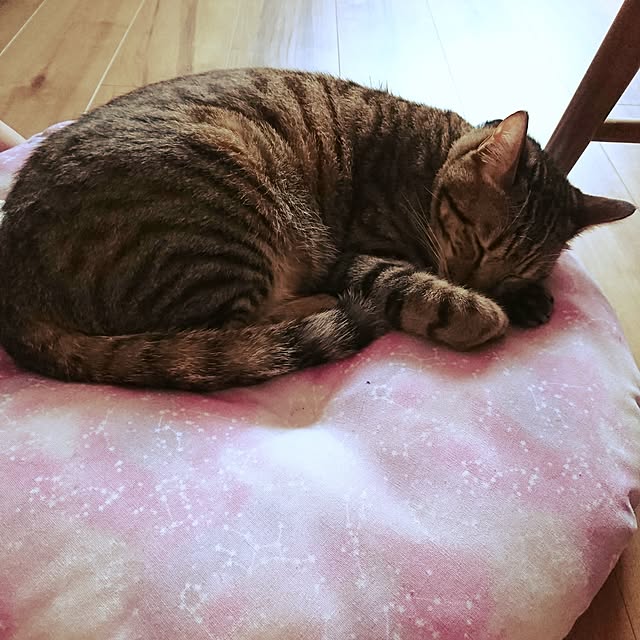 poniさんの実例写真