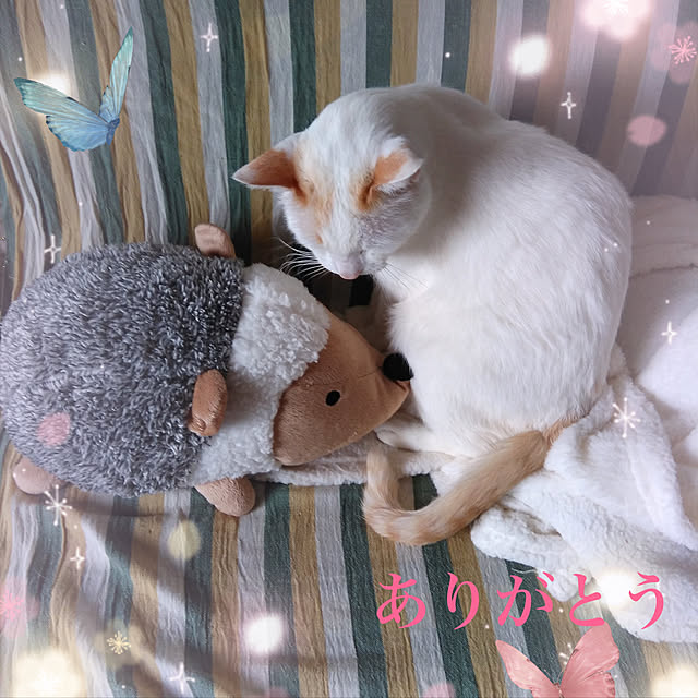 posauruさんの実例写真