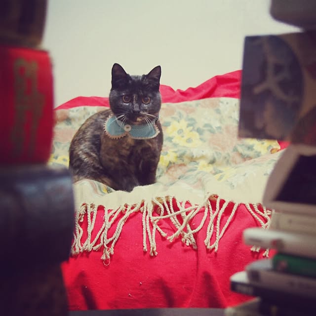 Ryoさんの実例写真