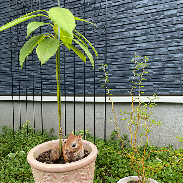 okapiさんの実例写真