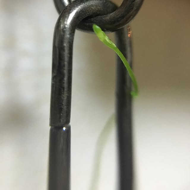 tetra163さんの実例写真