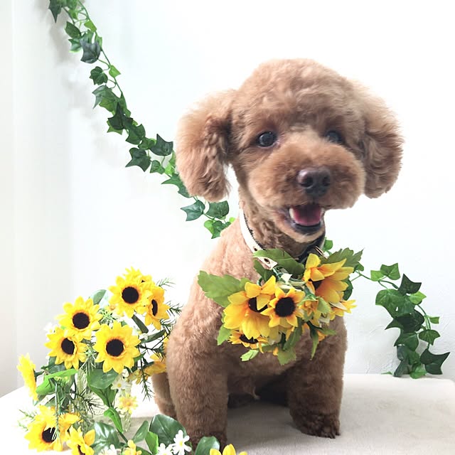 mikaringさんの実例写真