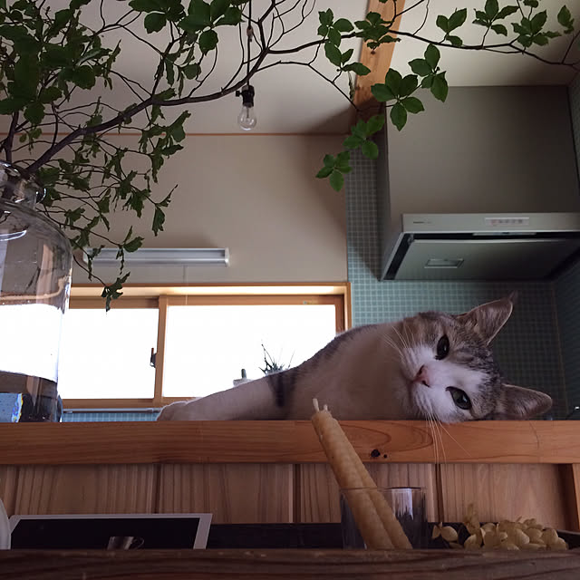wakomaruさんの実例写真