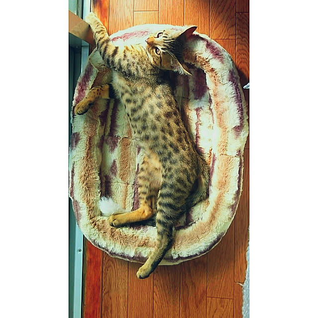 ken.kawakamiさんの実例写真