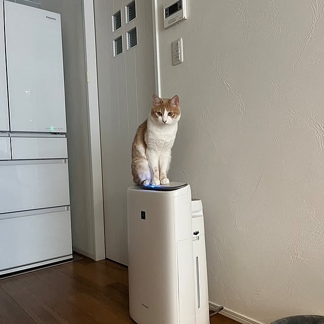 csさんの実例写真