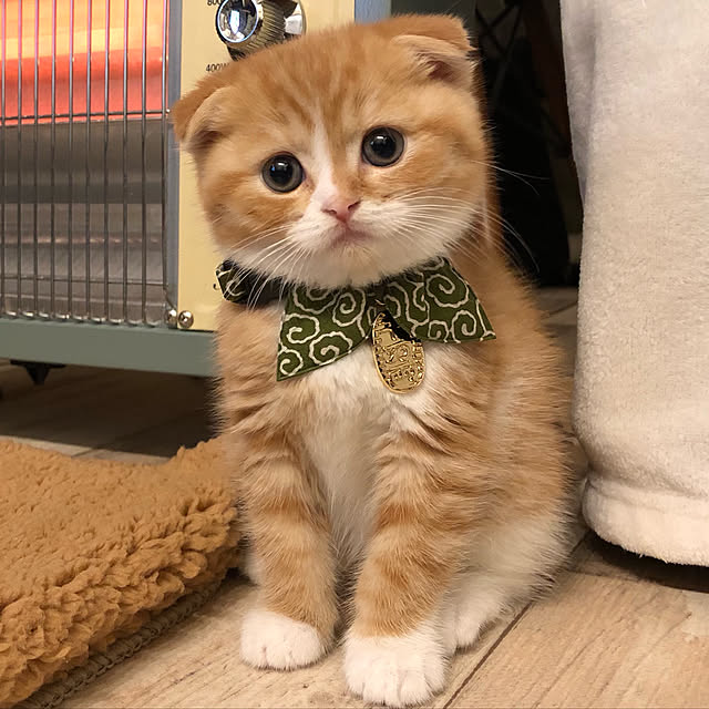 airararaさんの実例写真