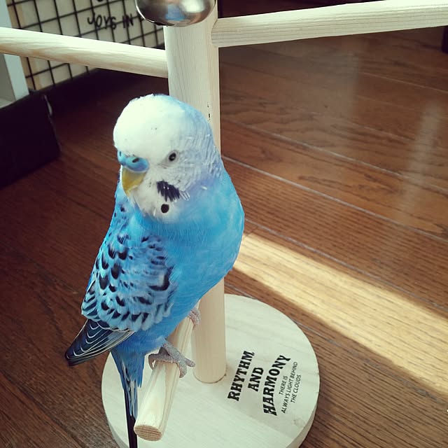 opiopiopiさんの実例写真