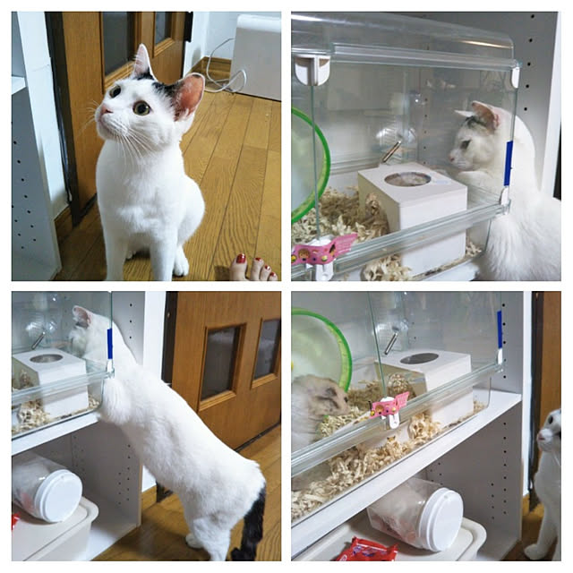 yukieさんの実例写真
