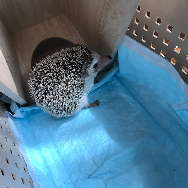 Miriさんの実例写真
