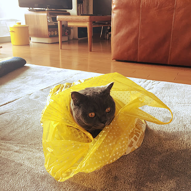 Shojiさんの実例写真