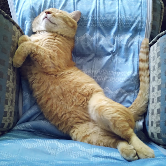 y.ebihara0811さんの実例写真