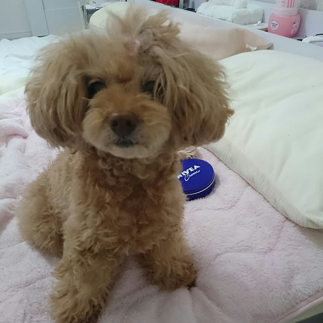 ベッド周りのインテリア実例 - 2019-01-23 21:03:34