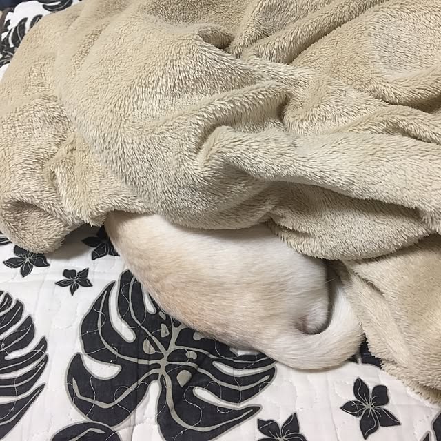 kaochanさんの実例写真