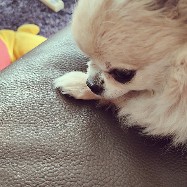 kiraさんの実例写真