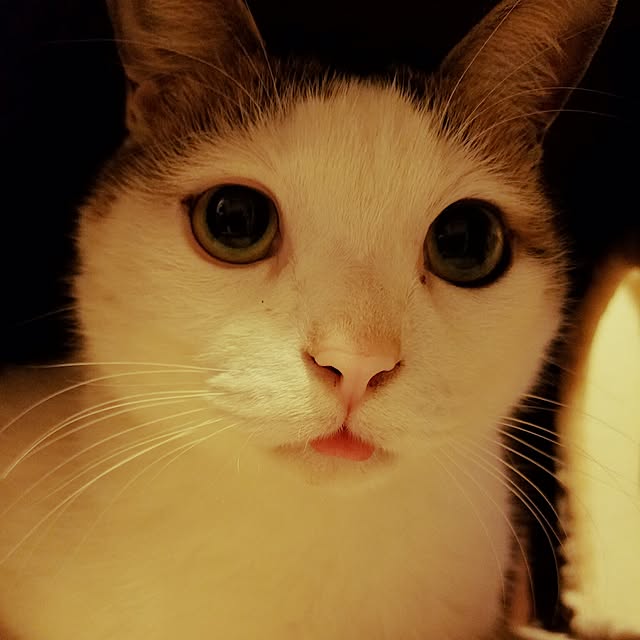 booさんの実例写真