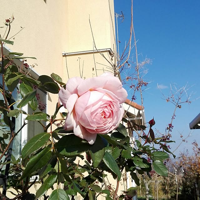 noraさんの実例写真