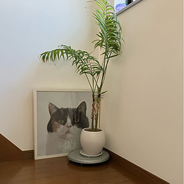 akanekoさんの実例写真
