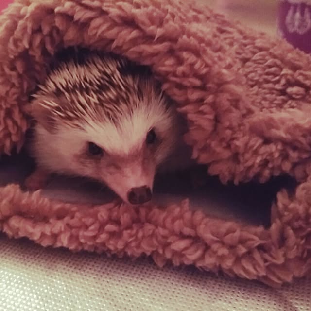 kuruさんの実例写真
