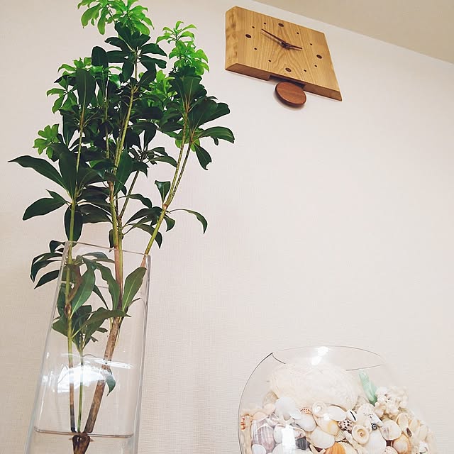 harikoさんの部屋
