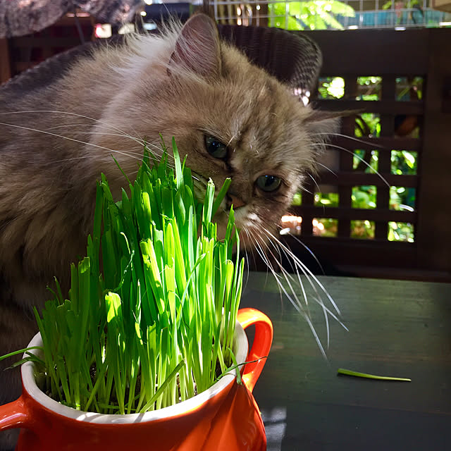 butachanさんの実例写真