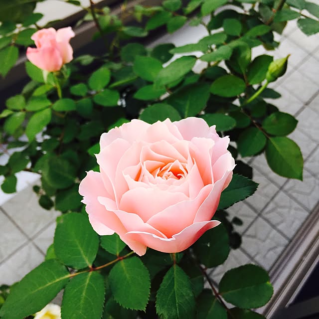 yakitoripieさんの実例写真