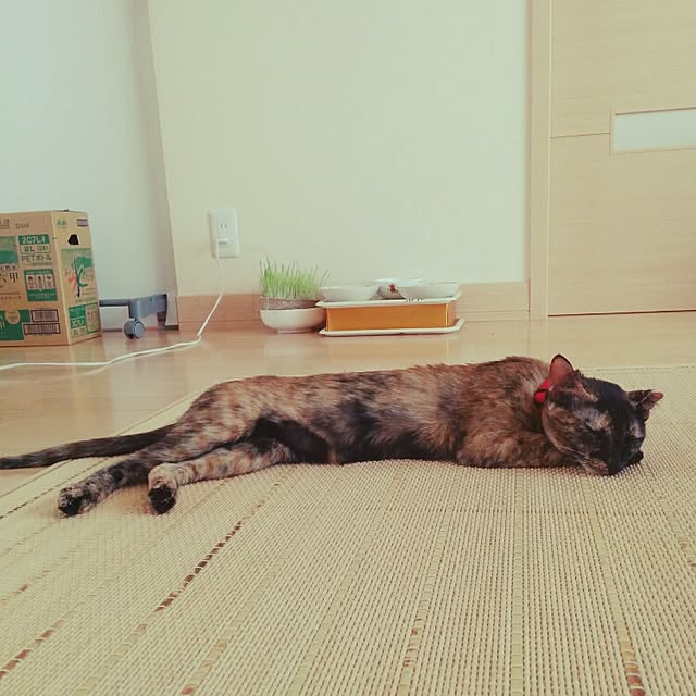 peroさんの実例写真
