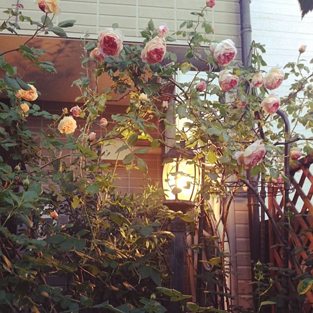 lavender_roseさんの実例写真