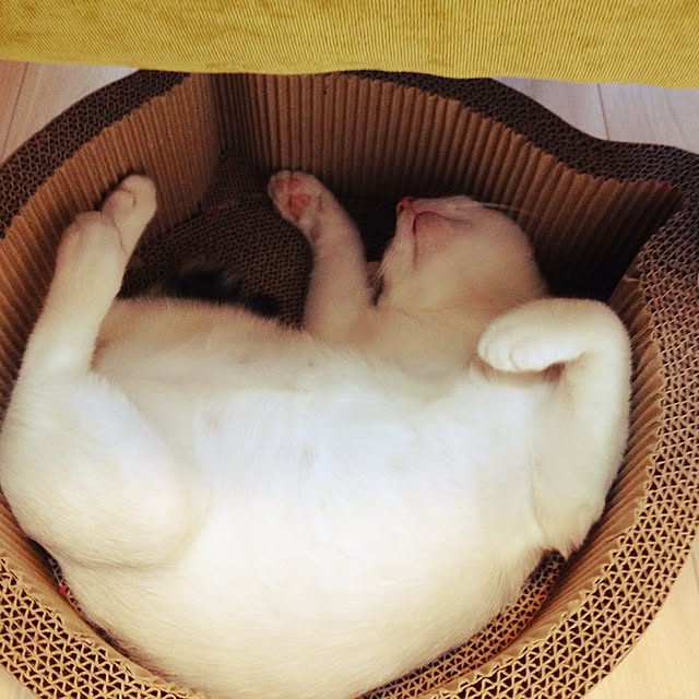 maki-buuさんの実例写真
