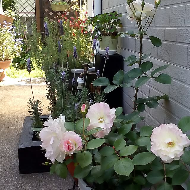 mariagardenさんの実例写真