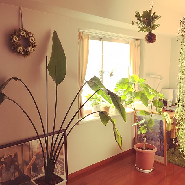 リビング/観葉植物のインテリア実例 - 2015-11-11 13:00:24