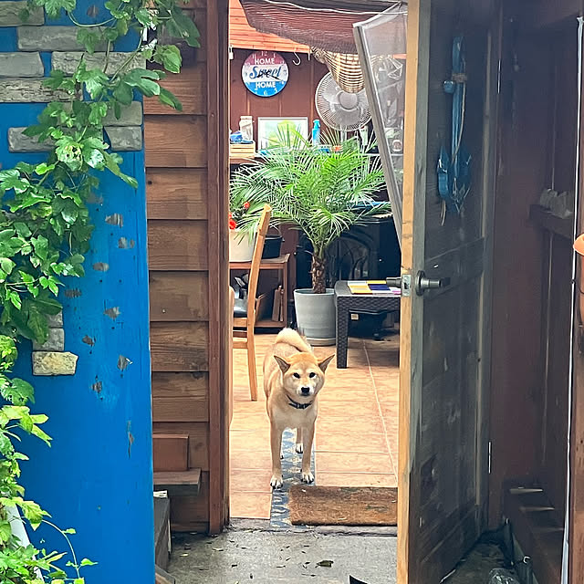 midoさんの実例写真