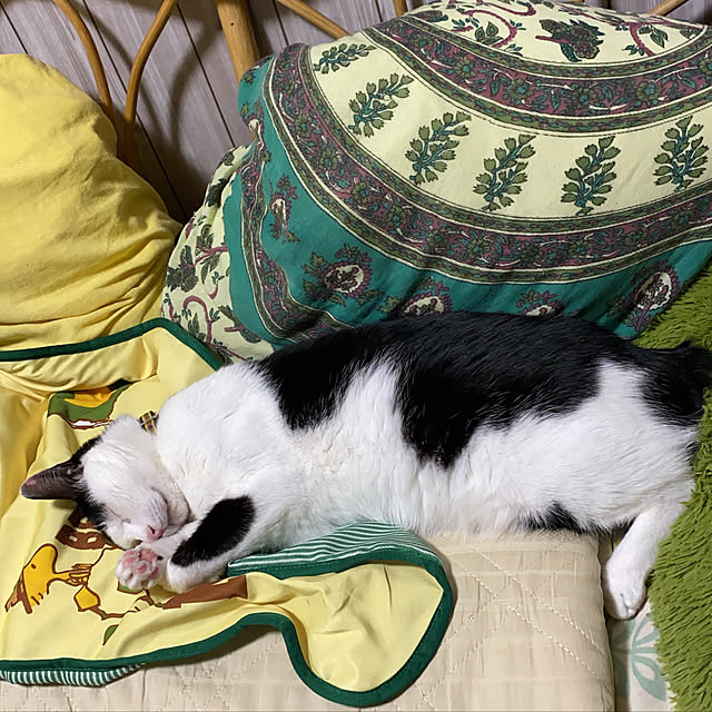 SHIHOさんの実例写真