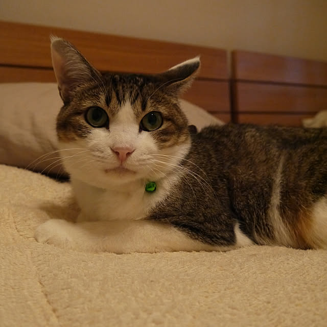 yossyさんの実例写真